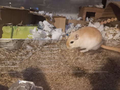 single male gerbil