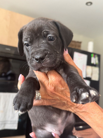 8 Cane Corso cross mastiff chunky puppies for sale