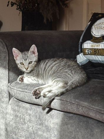 Stunning kittens for sale!