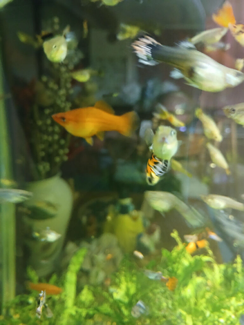 Swordtails &pound;1 each