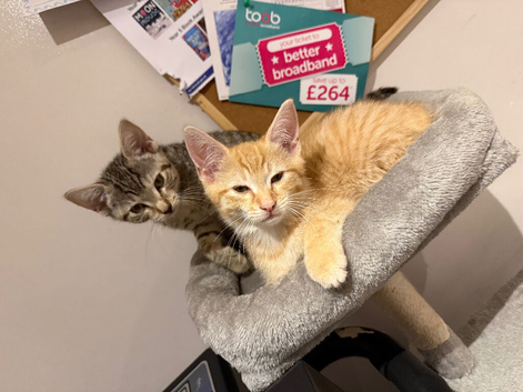 Beautiful kittens ready now *11 weeks old*
