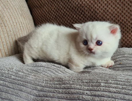 Female munchkin