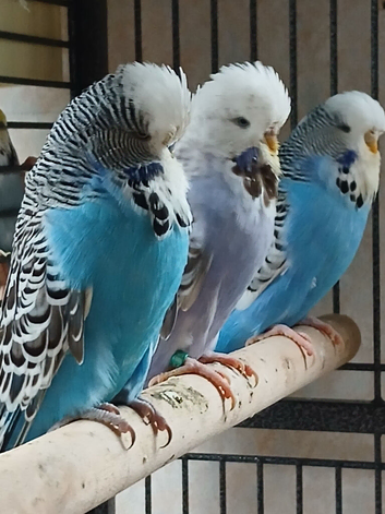 Some lovely budgies for sale