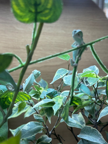 Baby Yemen chameleons