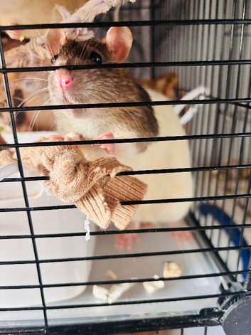 Rats for sale