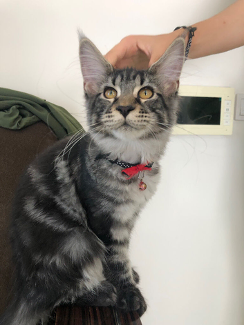 Tica female kitten