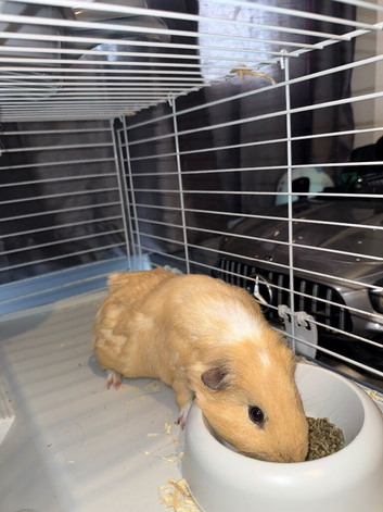 TWO LOVELY GUINEA PIGS LOOKING FOR A NEW HOME