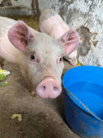 Large white pigs