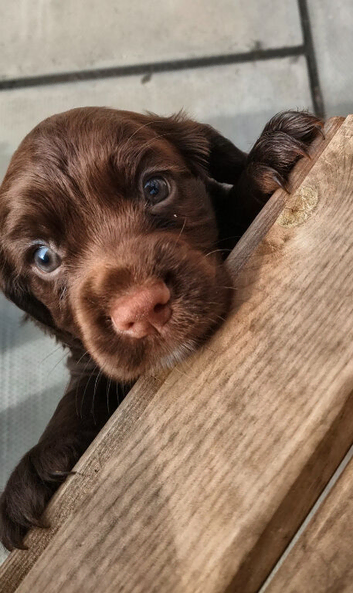 K C Working cocker spaniels REDUCED