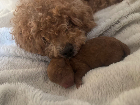 Gorgeous red cockapoo