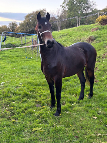 Pretty yearling filly