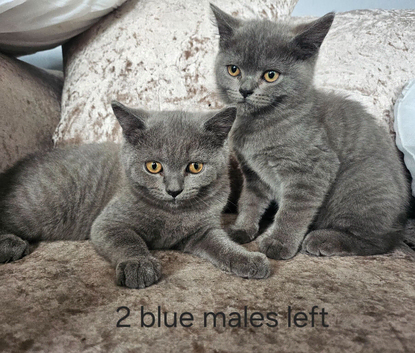 British blue shorthairs LAST 2 MALES PRICE REDUCED