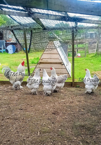 Group of Isabella Brahmas