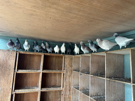 Pigeons