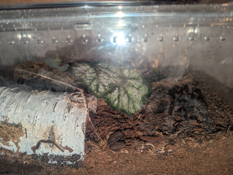 I have some Tarantulas for sale