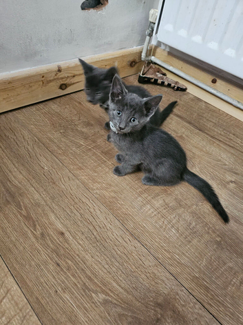 Kittens for sale