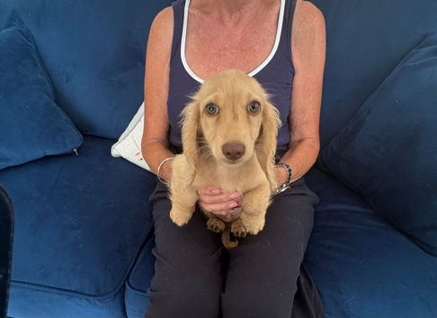 Cream long haired mini dachshund pups