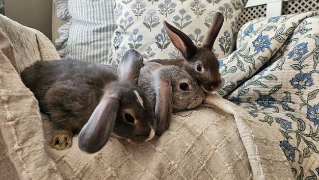 Baby Bunnies 2 girls 1 boy