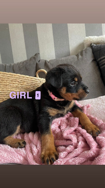 Beautiful Rottweiler Puppies