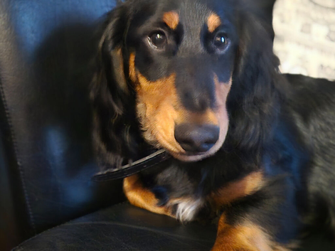 Long hair Dachshurd