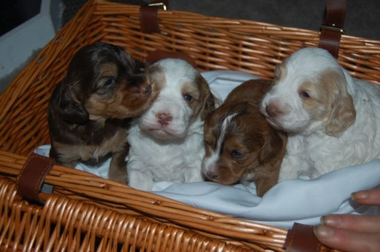 Cockapoo Puppies Family Raised And Full Of Joy