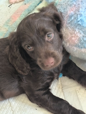 gorgeous cockapoo puppies only 3 girls left