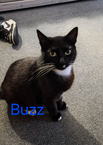 Adults cats need rehoming still available 25/7