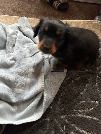 Mummy has ad three little babies