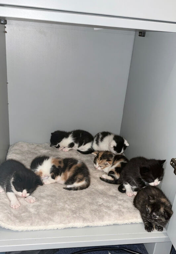 Kittens