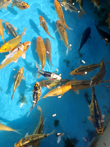 Koi carp