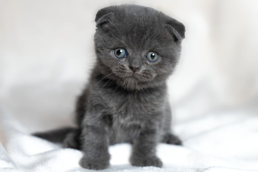 Scottish fold/straight kittens