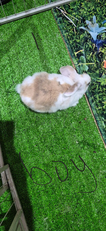 4 month old lop eared rabbits
