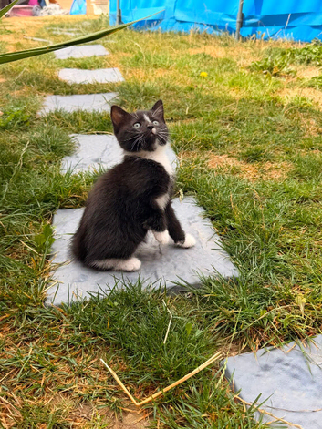 Male kittens for sale