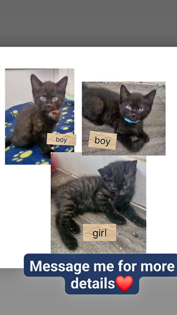 3 kittens ready for new homes.