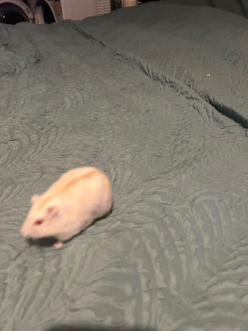 Diablo Russian dwarf hampster with cage and accessories