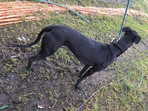 bull x lurcher pups