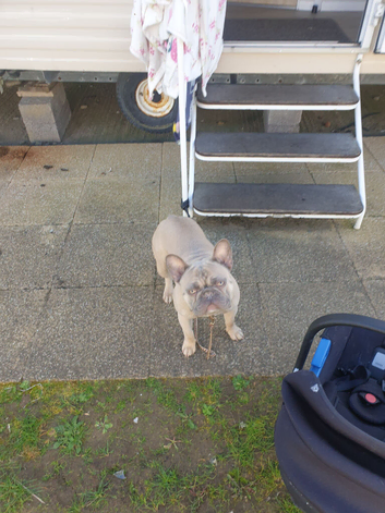 frenchie male for sale 2 yr old