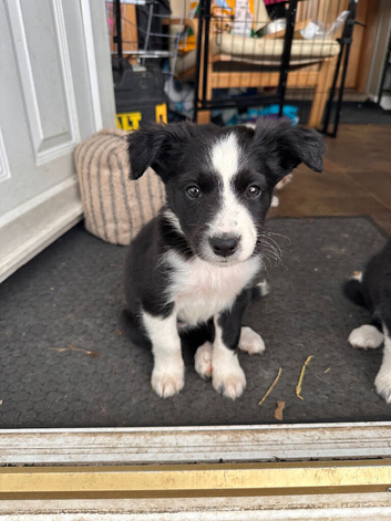 Beautiful Border collie puppies