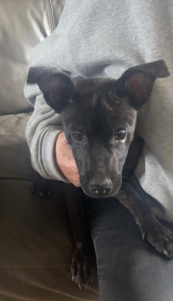 Male puppy