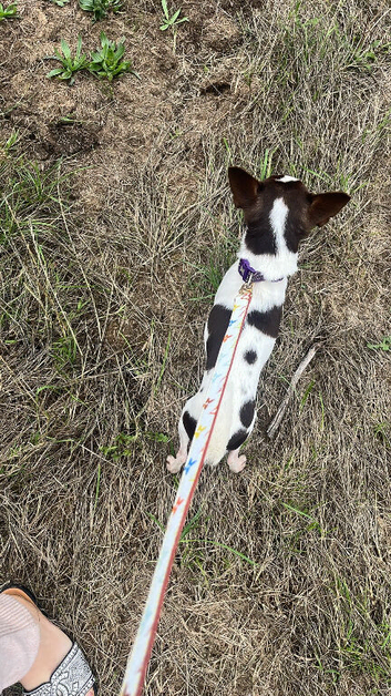Stunning chocolate and white chihuahua