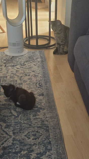 3 x cross breed kitten
