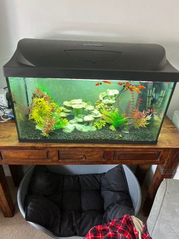 Tropical fish and tank