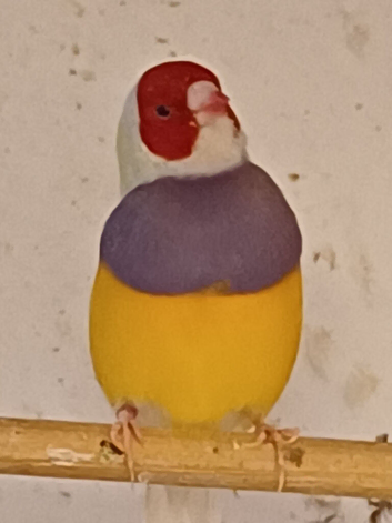 Adult cock gouldian finches for sale