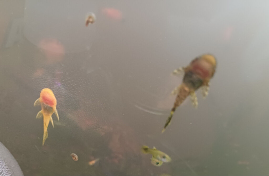 Plecos