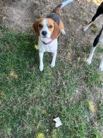 2 year old beagle