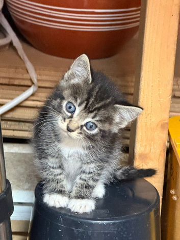 Kittens