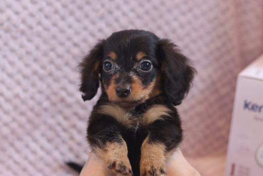 Miniature Dachshund Puppies