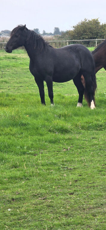Classy looking section c black filly