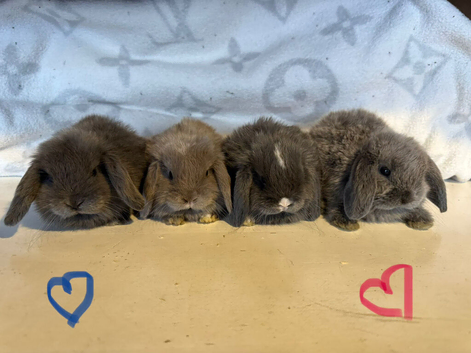 Mini lop baby bunnies