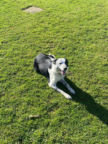 Working Border Collie Stud
